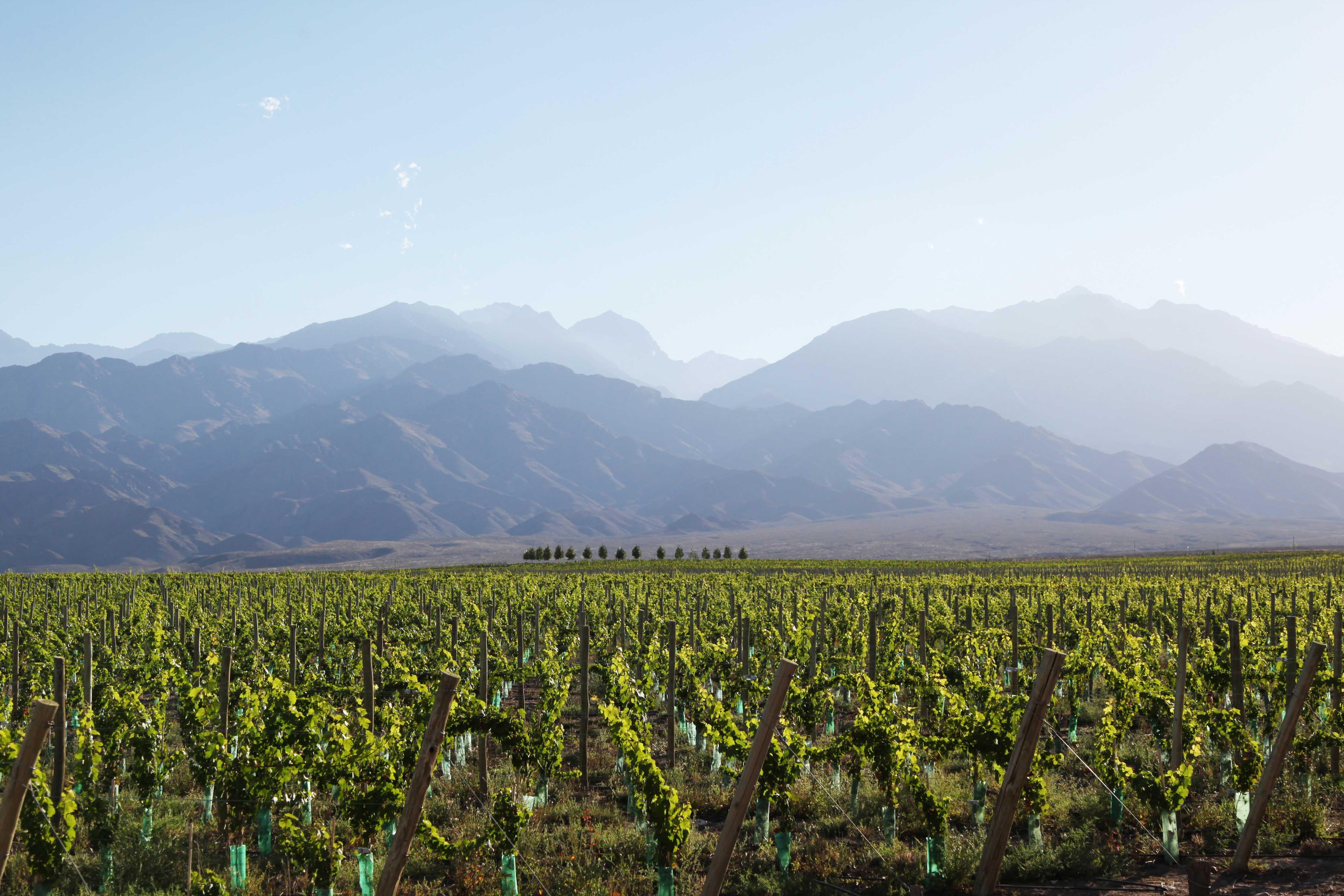 Casa De Uco Vineyards And Wine Resort Los Árboles Eksteriør bilde